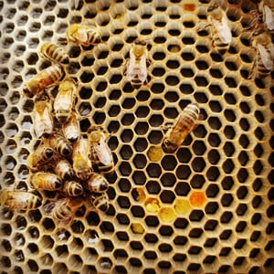 Mehrere Bienen auf Bienenwaben
