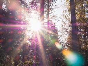 Mission Waldlichtung Sonne